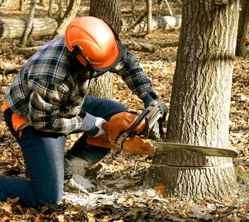 Tree Removal in Weld, ME